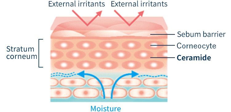 Superb Health Benefits of Rice Bran Ceramide