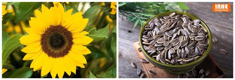 product-750-256 Sunflower and its Seeds