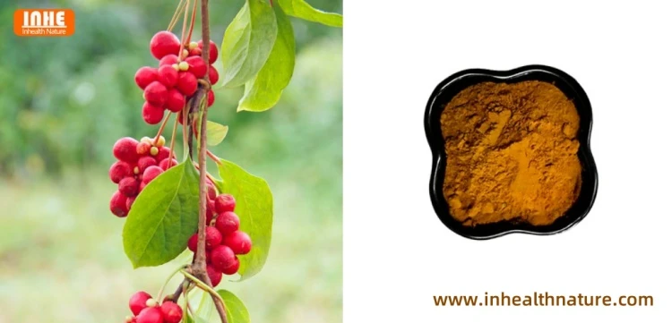 Schisandra Chinensis and Schisandra Berry Powder