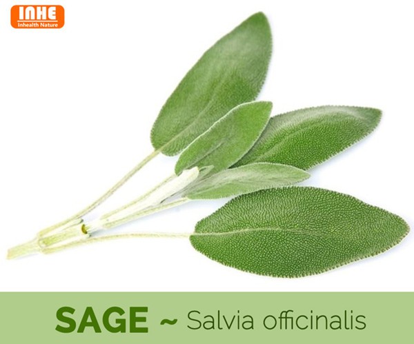 Sage Leaf
